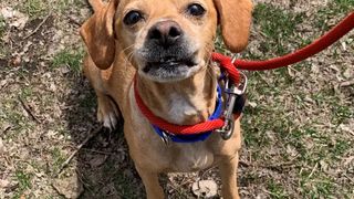 catel-parasit-cu-mancare-si-jucarii