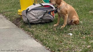 catel-parasit-cu-mancare-si-jucarii