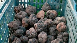 Un bărbat din Neamț a aflat la Buzău care e amenda pentru o sacoșă de trufe culese ilegal