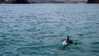 Explozie a numărului de delfini eșuați din cauza războiului