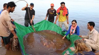 FOTO Pisică de mare uriașă, pescuită din greșeală în Fluviul Mekong
