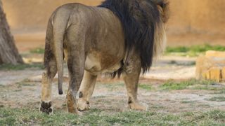 VIDEO - Leul de pe străzile din Târgoviște este un câine