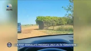 A fost semnalată prezența unui leu &icirc;n T&acirc;rgoviște