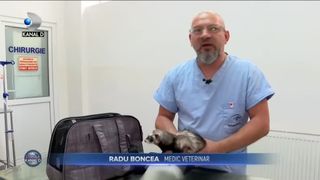 Cum trebuie îngrijite animalele exotice de companie