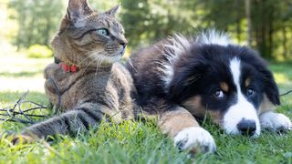 Cum să alegi jucăriile pentru cățelul sau pisica ta