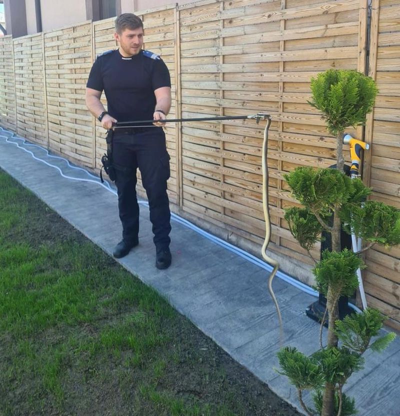 Descoperire uluitoare într-o gospodărie din Drobeta Turnu Severin. Un șarpe de aproape 2 metri a fost găsit pe gardul locuinței