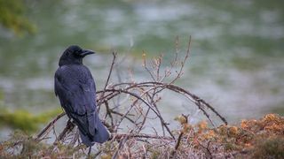 VIDEO - Fermieri terorizați de ciori și cormorani. Păsările mănâncă toate culturile