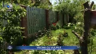 Vecini cu vulpile