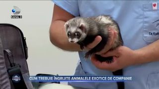 Cum trebuie &icirc;ngrijite animalele exotice de companie