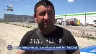 Un presupus leu seamănă spaimă &icirc;n T&acirc;rgoviște