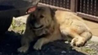  Leul care a pus pe jar un oraș &icirc;ntreg este un c&acirc;ine auriu