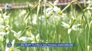 Fascinați de mii de narcise