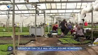 Răsaduri din cele mai vechi legume rom&acirc;nești