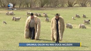 VIDEO - Asta-i România! Ciobanii veterani se văd nevoiți să renunțe la transhumanță