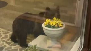 VIDEO - Un urs a fost filmat de turiști în timp ce intra in curtea unui restaurant din Predeal