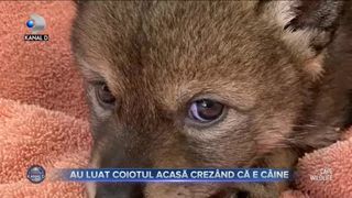 Au luat coiotul acasă crez&acirc;nd că e c&acirc;ine