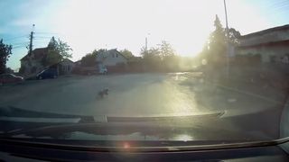 Un bursuc s-a rătăcit pe o stradă din Buzău