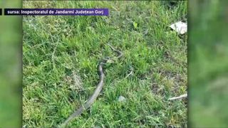  Șerpi de peste 1,5 metri au fost găsiți în spațiile verzi din Târgu-Jiu