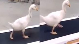 VIDEO |Imaginea care a făcut &icirc;nconjurul internetului: o rață aleargă pe banda de alergare
