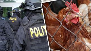 Percheziții ale polițiștilor în trei județe: au vândut găini suspecte de infecție cu gripa aviară