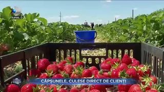 Căpșunele, culese direct de clienți