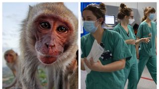  Întâlnire de urgenţă a Organizaţiei Mondiale a Sănătăţii în urma celor 100 de cazuri de variola maimuței