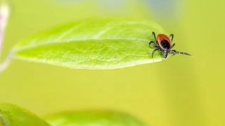 Primul caz de barelioză în Dâmbovița, de la mușcătura de căpușă