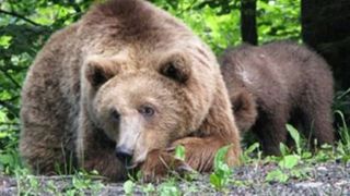 Un bărbat a ajuns la spital după ce a fost atacat de urs