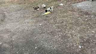 Crimă la stână: un bărbat a fost găsit mort cu urme de violență pe trup