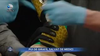 Pui de girafă, salvat de medici