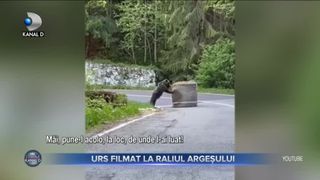 Urs filmat la Raliul Argeșului