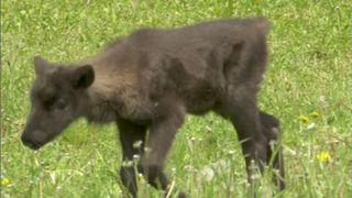 O familie de reni care trăiește &icirc;n rezervația de zimbri din Vama Buzăului are un membru nou: un pui de doar două săptăm&acirc;ni 