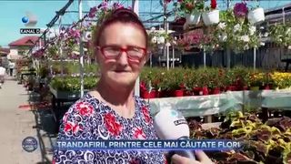 Trandafirii, printre cele mai căutate flori