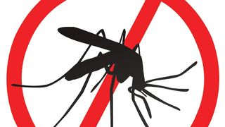 Cum să scapi de țânțarii care îți invadează casa. Trucuri simple