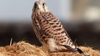 VIDEO - Doi pensionari ar putea fi condamnați la închisoare după ce au ucis un uliu