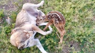 Un pui de căprioară găsit în parcul Crâng a fost adoptat de o cățelușă, care îl hrănește ca pe puii ei