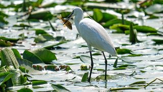 VIDEO | Suntem binecuv&acirc;ntați cu o Deltă de o frumusețe unică, dar ne cam batem joc de ea