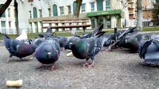 Zeci de păsări moarte pe aleile unui parc din Capitală