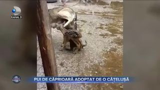 Pui de căprioară adoptat de o cățelușă