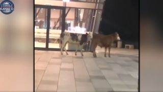 VIDEO - Două vaci au fost surprinse &icirc;n timp ce se plimbau pe aeroportul din Timișoara