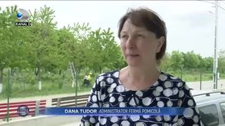 Sezonul cireșelor rom&acirc;nești