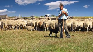 Un cioban din Mureș şi-a chinuit câinii pe care îi avea la stână. Ce riscă acum bărbatul după suferința pe care le-a adus-o animalelor