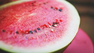 Unii fermieri din Dăbuleni folosesc ursuleți de pluș pentru a își apăra pepenii de păsări și rozătoare