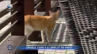 Orașul care s-a umplut de pisici