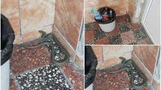 VIDEO - Invazie de șerpi în București. Reptilele au fost surprinse şi în scara blocului