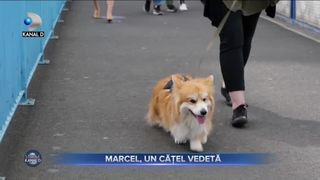 Marcel, un catel vedeta
