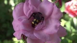  O femeie din Vâlcea a murit, după ce a fost înțepată de un bondar