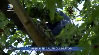 Cireșele &icirc;și caută culegători