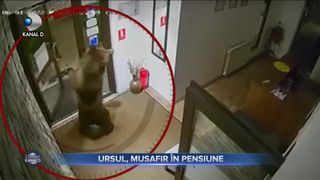 Ursul, musafir &icirc;n pensiune