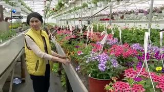 Cea mai frumoasă grădină